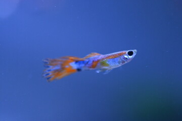 A guppy in an aquarium, photographed with a macro lens.