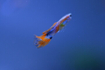 A guppy in an aquarium, photographed with a macro lens.