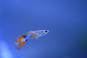 A guppy in an aquarium, photographed with a macro lens.