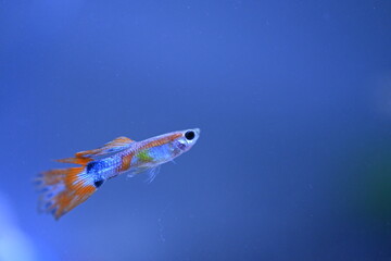 A guppy in an aquarium, photographed with a macro lens.