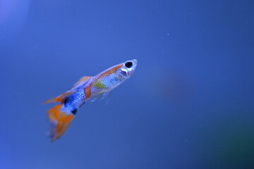 A guppy in an aquarium, photographed with a macro lens.