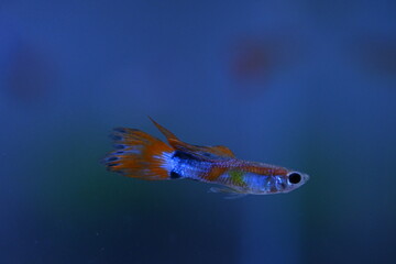 A guppy in an aquarium, photographed with a macro lens.