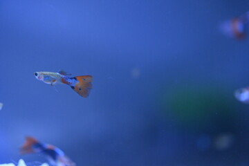 A guppy in an aquarium, photographed with a macro lens.