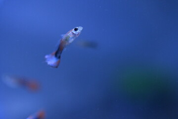 A guppy in an aquarium, photographed with a macro lens.