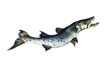 3d Illustration of A swift, silver barracuda glides through deep waters, eyes locked, ready to strike with deadly precision.