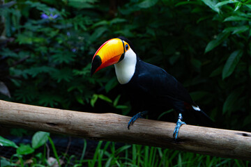 Toco toucan perched on branch at Bird Park, Foz do Iguaçu, Brazil