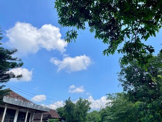 house in the forest, photo of a rural atmosphere with a blue sky background with several mango trees and thick tree leaves and ancient buildings