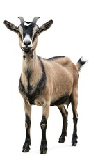 Obraz premium Adorable Goat Portrait A Stunning Image of a Domestic Goat