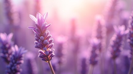 Lavender Flowers in Full Bloom with a Dreamy Background