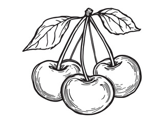 Hand Drawn Cherries with Leaves Vectors