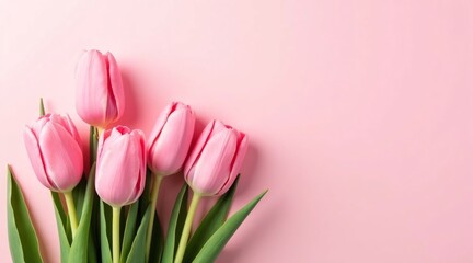 Bouquet of Vibrant Pink Tulips on a Soft Pink Background