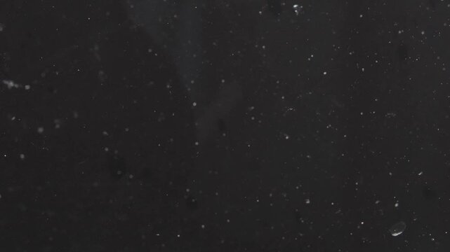 泳ぐメダカ