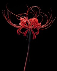 Obraz premium Dramatic Red Spider Lily Macro Shot with Curling Petals and Filaments, Isolated on Black Background - Mysterious Floral Portrait