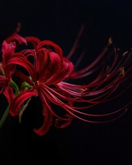 Dramatic Red Spider Lily Macro Shot with Curling Petals and Filaments, Isolated on Black Background - Mysterious Floral Portrait