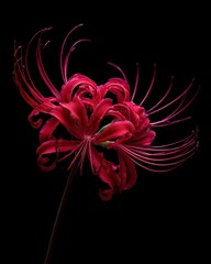 Obraz premium Dramatic Red Spider Lily Macro Shot with Curling Petals and Filaments, Isolated on Black Background - Mysterious Floral Portrait