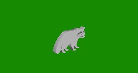 Isolated realistic white raccoon symbol front view with shadow. 3d illustration on green chroma key background