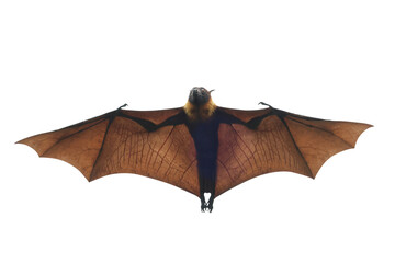 Bat flying isolated on transparent background.	