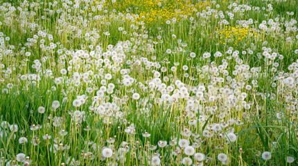 View of white dandelions with seeds on green grass background