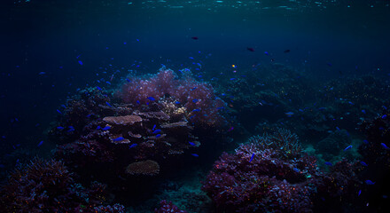 Fototapeta premium Underwater Coral Reef Ecosystem with Colorful Fish in a Deep Blue Ocean