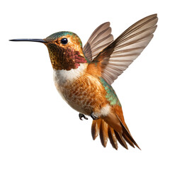 Fototapeta premium Hummingbird mid-hover with blurred wings, isolated on transparent background