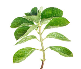 Hydrangea leaves, Hydrangea macrophylla, isolated on white background, with clipping path   