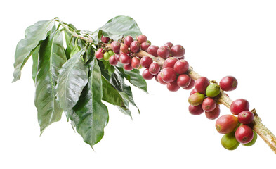 Red coffee beans on a branch of coffee tree with leaves, Ripe and unripe coffee beans isolated on...