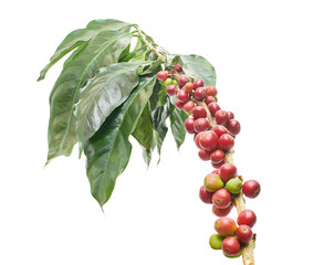 Red coffee beans on a branch of coffee tree with leaves, Ripe and unripe coffee beans isolated on...