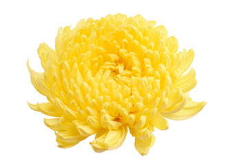 Yellow Chrysanthemum flower with leaves, Large Chrysanthemum flower isolated on white background,...