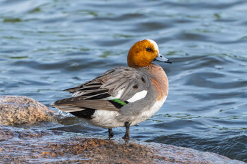 Eurasian wigeon on a rock