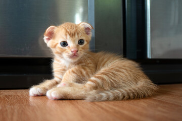 A small orange kitten is lying alone in the room.