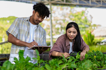 Agricultural research. Mixed race man and Asian woman inspecting lettuce growth in agriculture study. Diverse ethnic people looking at the plant examining the freshness of the products in organic farm