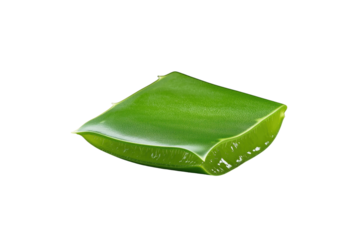 Fresh Aloe Vera: Close-up of a single piece of fresh, vibrant aloe vera, a natural remedy known for its soothing and healing properties, isolated on a clean background.