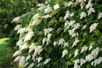 Blooming Sorbaria Sorbifolia flowers and green leaves in a park in the month of June.