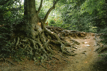 Large European beech tree roots spreading out above ground.