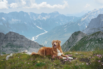 A Nova Scotia Duck Tolling Retriever dog lies on a grassy hilltop with stunning mountain scenery in...