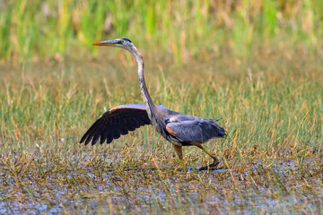 Great blue heron in the Marshlands of the Everglades
