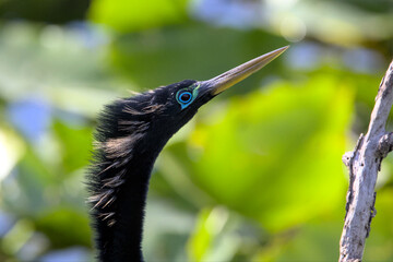 Closeup of an male Anhinga with blue pattern around the eyes, Everglades, Florida, USA