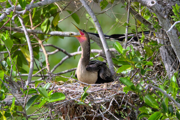 Anhinga baby chick with open beak in its nest, Everglades, Florida, USA