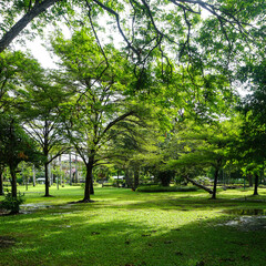 Fresh green lawns in the park. Blur nature bokeh green park trees in morning.