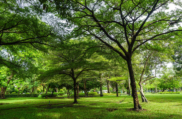 Fresh green lawns in the park. Blur nature bokeh green park trees in morning.
