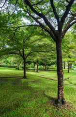 Fresh green lawns in the park. Blur nature bokeh green park trees in morning.