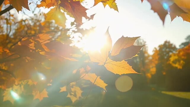 Slow motion footage of autumn leaves gently swaying on an oak tree in a serene fall park captured in high definition 4K visuals