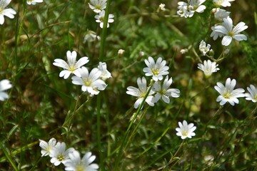 Little white wildflowers (Stellaria holostea) are blooming in nature in sunny summer day.