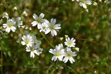Little white wildflowers (Stellaria holostea) are blooming in nature in sunny summer day.