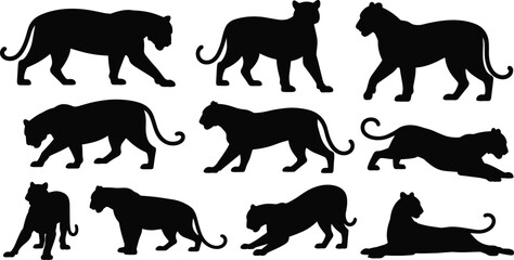 Vector set of wild cat silhouettes, featuring panther, tiger, and leopard poses, isolated on white, ideal for powerful mascot, logo, and wildlife graphics.