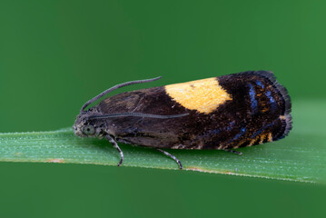  Der Wickler Pammene regiana