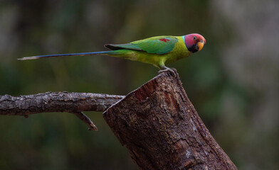 Plum headed parakeet perched on branch looking for food.