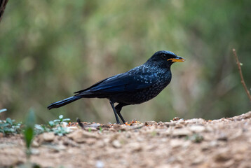 Blue whistling thrush resting on the ground in the greens.