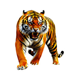 Obraz premium Tiger