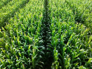 Overlook the corn in the farm